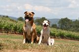 AMSTAFF  ADULT & PUPPIES 068